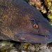 moray_yellowmargin_bhr_tam_h_0079_bal5822.jpg